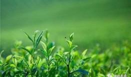 秋茶最新爆料网站,探寻秋季茶叶的神秘魅力与最新动态