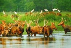 麋鹿爆料xyg最新消息,XYG最新动态揭秘